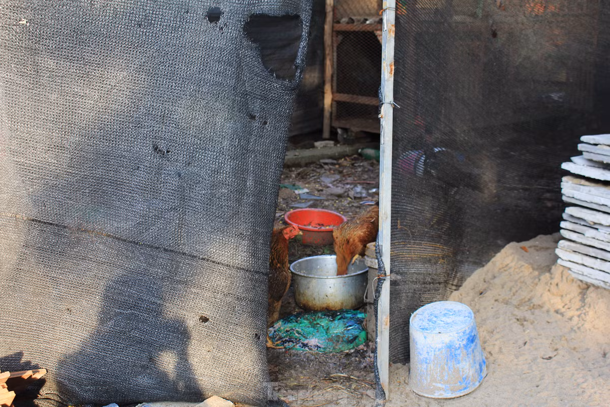 Một số biệt thự thô trở thành nơi nuôi gà, nhốt chó.