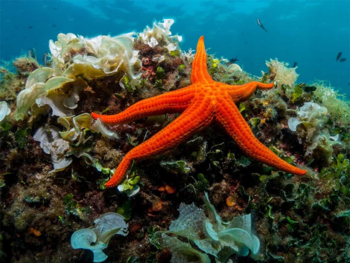 Sao biển có thể tái tạo lại toàn bộ cơ thể hoặc tạo thành những con sao biển mới chỉ từ một phần tay bị cắt đứt. Điều này là do hầu hết các cơ quan quan trọng của chúng đều nằm ở cánh tay.