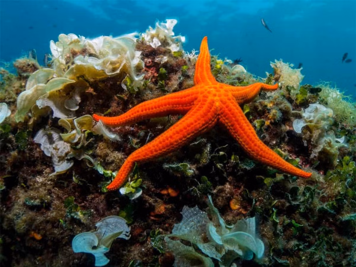 Sao biển có thể tái tạo lại toàn bộ cơ thể hoặc tạo thành những con sao biển mới chỉ từ một phần tay bị cắt đứt. Điều này là do hầu hết các cơ quan quan trọng của chúng đều nằm ở cánh tay.