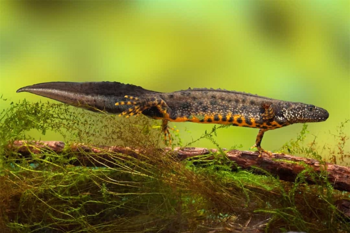 Sa giông có thể tái tạo một số bộ phận cơ thể, bao gồm tủy sống, tim và mắt.