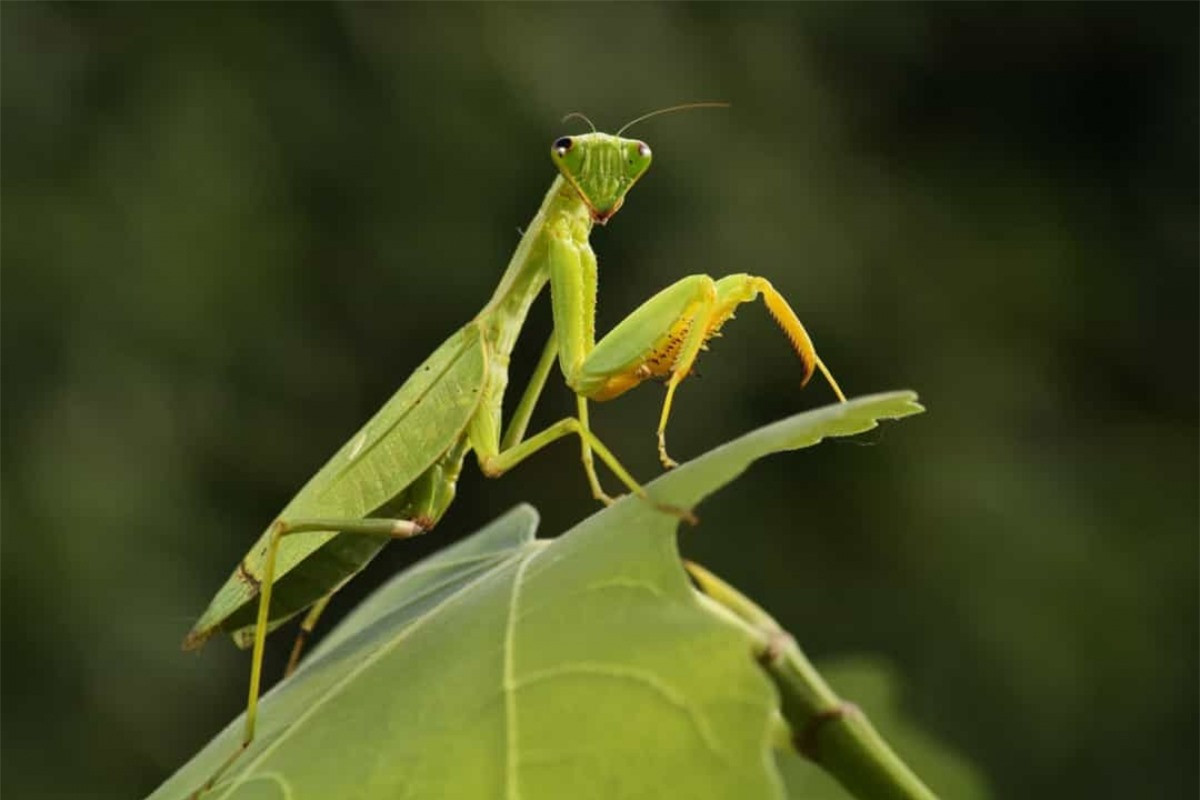 Bọ ngựa có thể mọc lại chân.