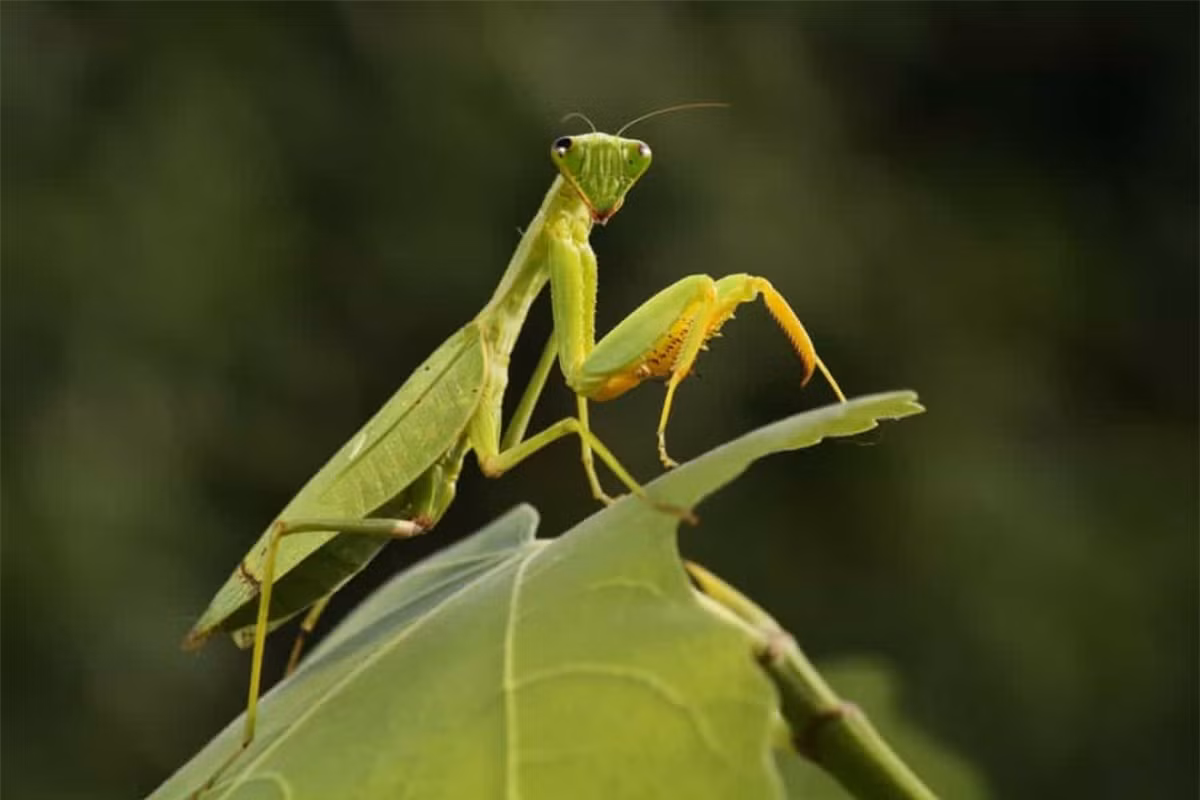 Bọ ngựa có thể mọc lại chân.