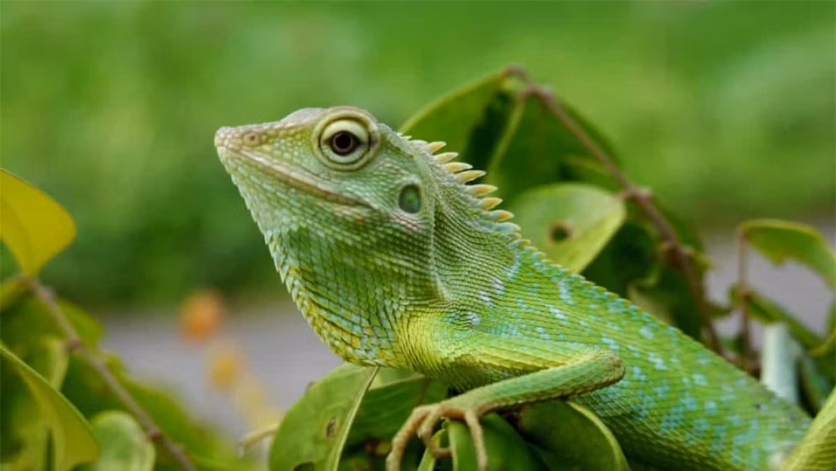 Kỳ nhông xanh có thể tự cắt đuôi khi chúng cảm thấy bị đe dọa. Quá trình này được gọi làautotomy. Sau đó, đuôi của kỳ nhông xanh có thể mọc trở lại.