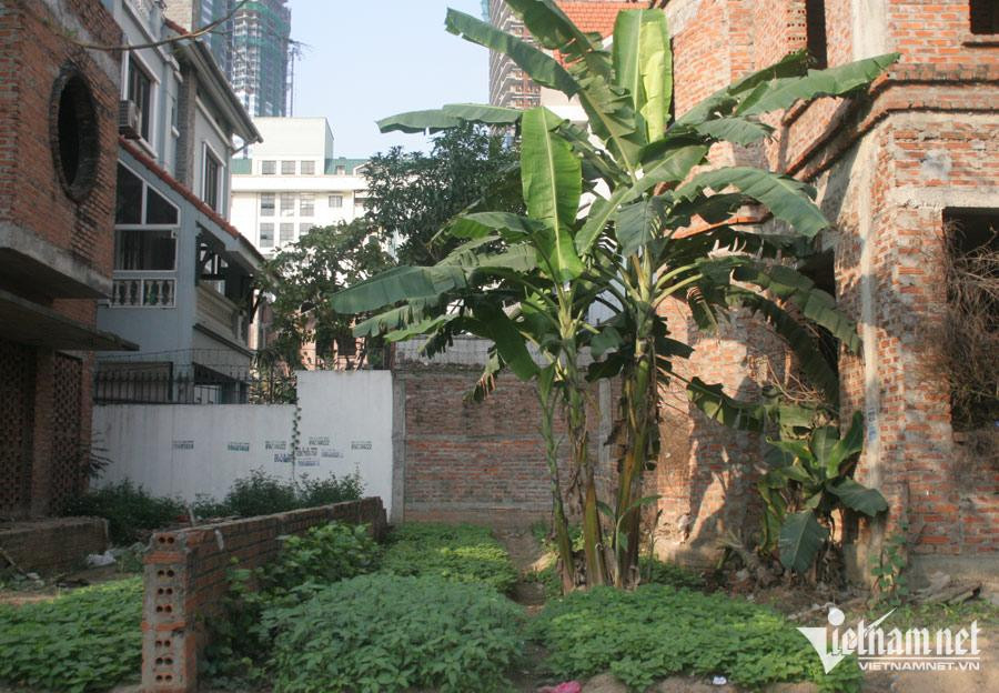 Hàng loạt biệt thự, nhà phố bỏ hoang vẫn hét giá "trên trời" - Hình 2 Hang loat biet thu, nha pho bo hoang van het gia