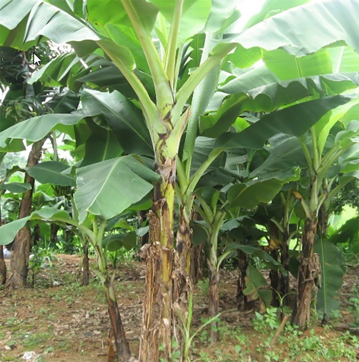 Mấy năm gần đây, người dân Tây Nam Bộ thi nhau trồng để tăng thêm thu nhập