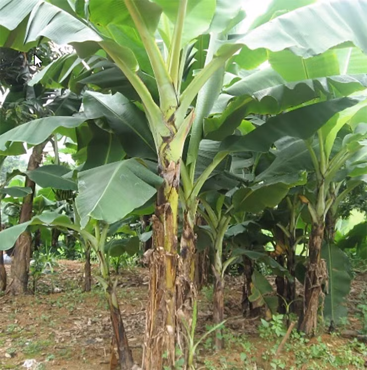 Mấy năm gần đây, người dân Tây Nam Bộ thi nhau trồng để tăng thêm thu nhập