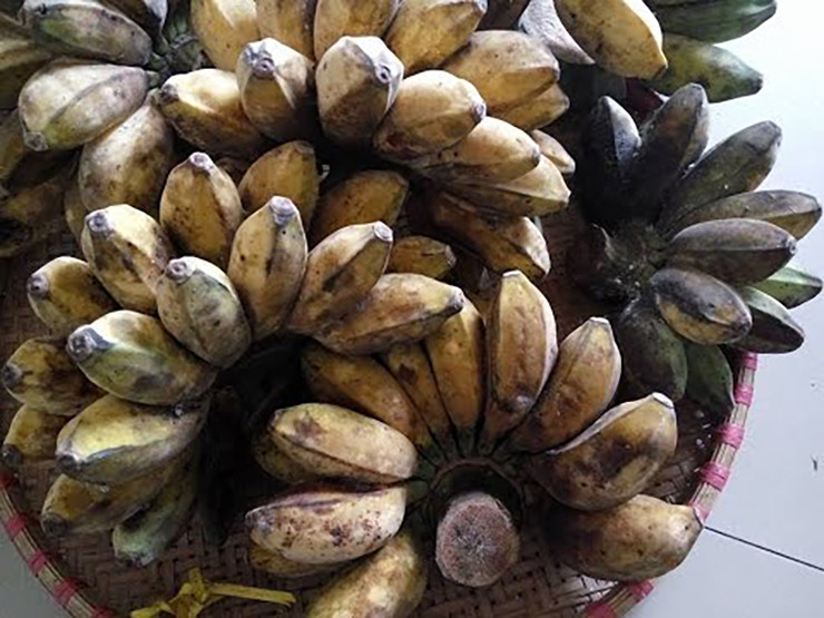 Đặc thù của chuối sáp là xấu mã, quả ngắn, đôi khi có cả rệp bám ở vỏ