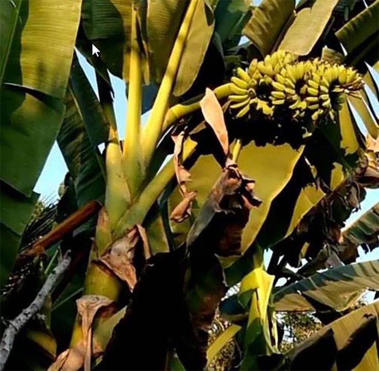 Ở vùng Tây Nam Bộ, đặc biệt là tỉnh Bến Tre có một loại chuối vô cùng lạ lẫm, đó là chuối sáp