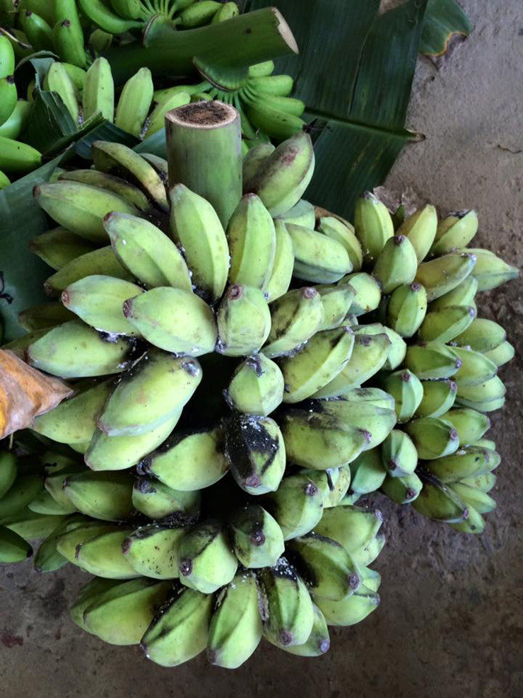 Có 2 loại chuối sáp: chuối sáp trắng và chuối sáp nghệ, phân biệt qua màu của ruột quả