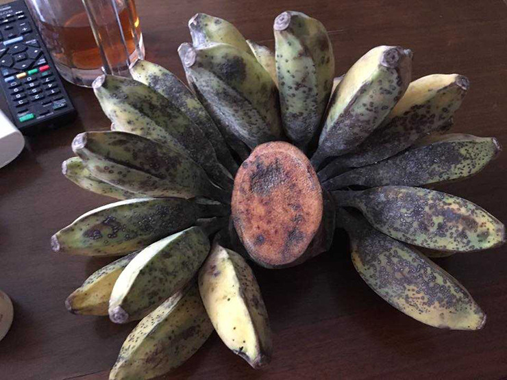 Quả chuối sáp bằng 2-3 ngón tay chụm lại, có góc cạnh. Khi chín, vỏ có màu vàng sẫm