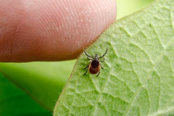 Can benh co toi 15% dan so the gioi nhiem-Hinh-2