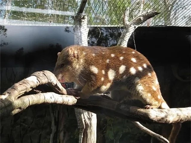 Mèo túi đuôi đốm là động vật có túi, ăn thịt. Chúng chỉ sống ở Australia và New Guinea. Tuổi thọ của mèo túi đuôi đốm chỉ là 2 – 5 năm, thức ăn chủ yếu là thỏ, chim thỏ, côn trùng, thằn lằn.