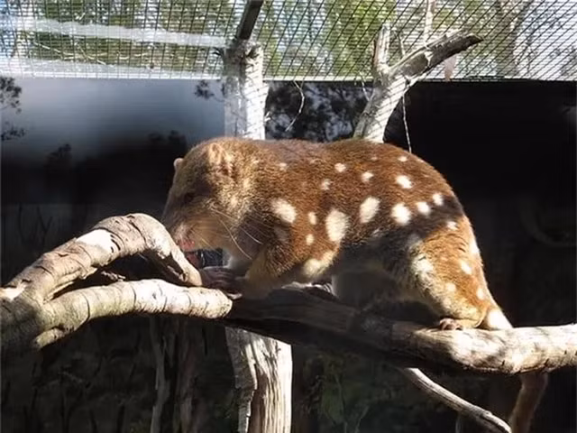 Mèo túi đuôi đốm là động vật có túi, ăn thịt. Chúng chỉ sống ở Australia và New Guinea. Tuổi thọ của mèo túi đuôi đốm chỉ là 2 – 5 năm, thức ăn chủ yếu là thỏ, chim thỏ, côn trùng, thằn lằn.