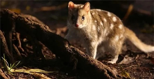 Mèo túi đuôi đốm bị gọi là quái vật bởi ngoại hình lai giữa hai loài vật vốn là kẻ thù “không đội trời chung” chuột và mèo. Nó có bộ lông nâu hoặc đen, xen lẫn là những đốm trắng, mũi hồng, hàm răng khỏe. Tuy nhỏ bé nhưng nó không hề dễ tiếp cận vì hàm răng sắc nhọn, sẵn sàng tấn công bất cứ lúc nào.