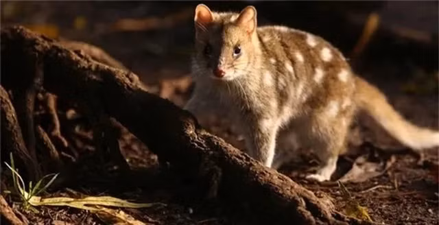 Mèo túi đuôi đốm bị gọi là quái vật bởi ngoại hình lai giữa hai loài vật vốn là kẻ thù “không đội trời chung” chuột và mèo. Nó có bộ lông nâu hoặc đen, xen lẫn là những đốm trắng, mũi hồng, hàm răng khỏe. Tuy nhỏ bé nhưng nó không hề dễ tiếp cận vì hàm răng sắc nhọn, sẵn sàng tấn công bất cứ lúc nào.