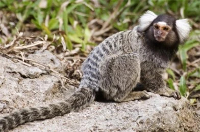 Loài có họ hàng xa với con người, biết đặt tên cho nhau Loai co ho hang xa voi con nguoi, biet dat ten cho nhau