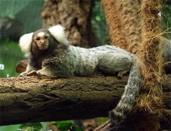 Loài có họ hàng xa với con người, biết đặt tên cho nhau - Hình 2 Loai co ho hang xa voi con nguoi, biet dat ten cho nhau-Hinh-2