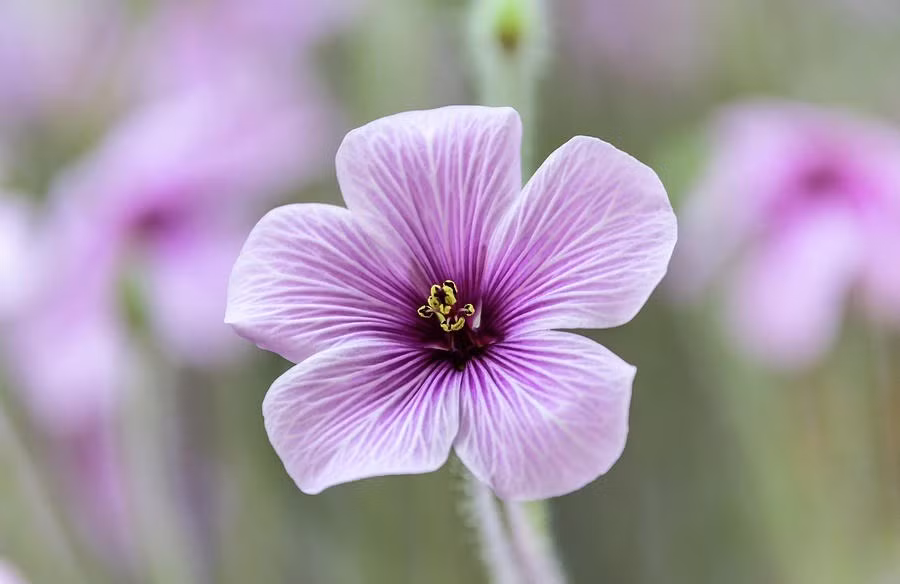 Ai sinh ngay Am lich nay, thang 9 Am tien cua doi dao-Hinh-3