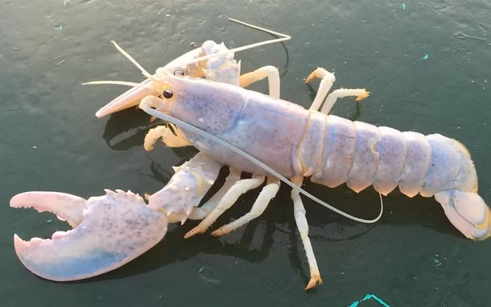  Điều này có nghĩa là bạn có cơ hội trúng số hay bị sét đánh còn cao hơn bắt được một con tôm hùm bạch tạng. Vào năm 2014, hai ngư dân ở Maine, Hoa Kỳ đã lần lượt bắt được những con tôm hùm bạch tạng quý hiếm này. 