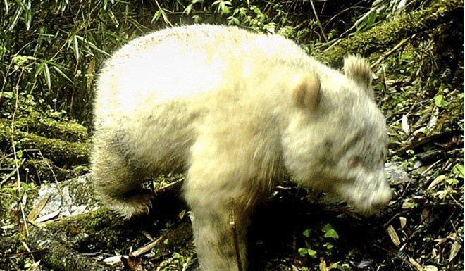  Con gấu này có toàn thân trắng và mắt đỏ, cho thấy rõ đặc điểm bạch tạng. Từ khi được phát hiện, nó đã lớn lên khỏe mạnh, cho thấy khả năng thích nghi tốt với môi trường tự nhiên. Phát hiện này mở ra nhiều cơ hội nghiên cứu sâu hơn về gấu trúc và bảo vệ loài động vật quý hiếm này.