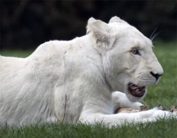  Sư tử trắng: Không phải do bạch tạng, sư tử trắng có bộ lông trắng do đột biến gen. Sư tử trắng đầu tiên được phát hiện ở khu bảo tồn Nam Phi. Vào năm 2004, thế giới chỉ còn khoảng 30 con sư tử trắng.