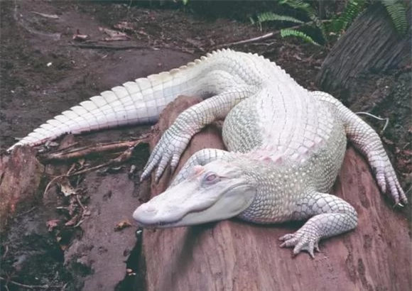 Cá sấu bạch tạng: Mỗi triệu con cá sấu mới có một con bạch tạng. Hiện tại, trên toàn cầu chỉ còn khoảng 20 con cá sấu bạch tạng. Khác với cá sấu thường, cá sấu bạch tạng dễ bị phát hiện trong tự nhiên và khó săn mồi hơn do màu sắc nổi bật và thị lực kém.