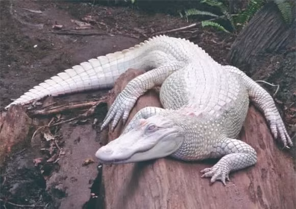  Cá sấu bạch tạng: Mỗi triệu con cá sấu mới có một con bạch tạng. Hiện tại, trên toàn cầu chỉ còn khoảng 20 con cá sấu bạch tạng. Khác với cá sấu thường, cá sấu bạch tạng dễ bị phát hiện trong tự nhiên và khó săn mồi hơn do màu sắc nổi bật và thị lực kém.