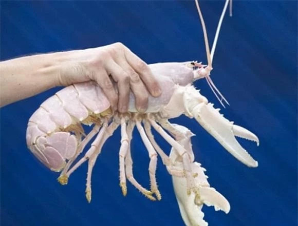  Tôm hùm bạch tạng: Trong số các loài động vật bạch tạng, tôm hùm bạch tạng có thể coi là một trong những loài hiếm nhất. Xác suất để bắt được một con tôm hùm bạch tạng là 1/100 triệu. 