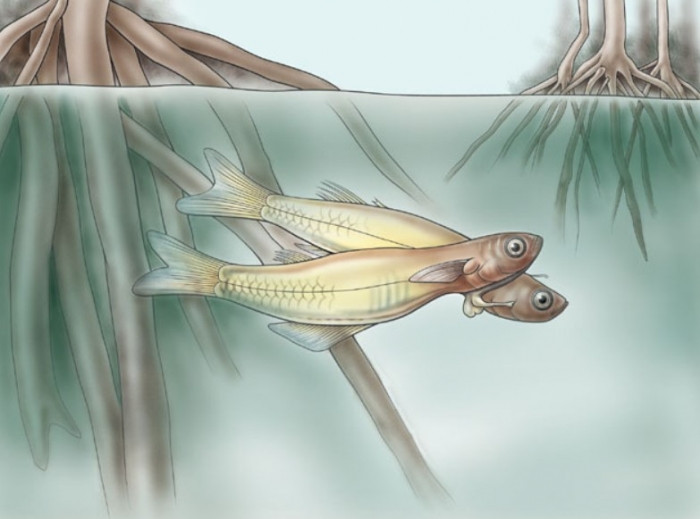 Loài vật chỉ có ở Việt Nam: Lọt top dị nhất thế giới - Hình 3 Loai vat chi co o Viet Nam: Lot top di nhat the gioi-Hinh-3