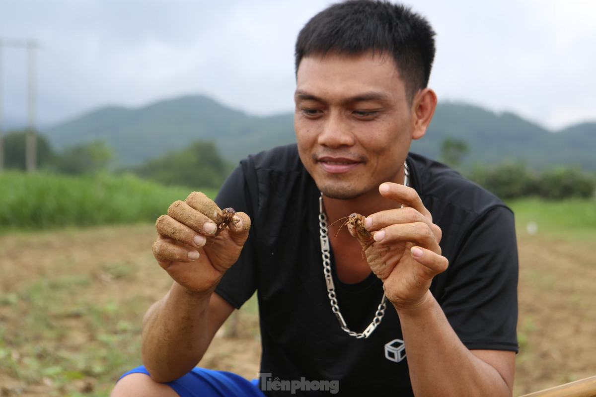 Khi dế ra đến miệng hang, anh Đức Bắt rồi bỏ vào chai nước đã mang đi sẵn. Chỉ trong vòng khoảng 30 phút, anh Đức cùng nhóm bạn đã bắt được hơn 50 con dế.