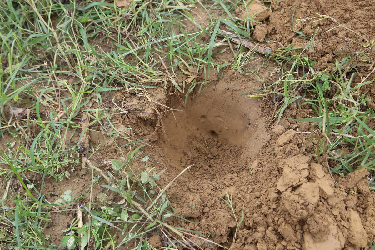 Hang dế không khó phát hiện, nhưng phải có kinh nghiệm mới phân biệt được. Hang dế là nơi có đất mới ụ lên, miệng hang đang bị bịt lại với kích thước to bằng đồng tiền xu...