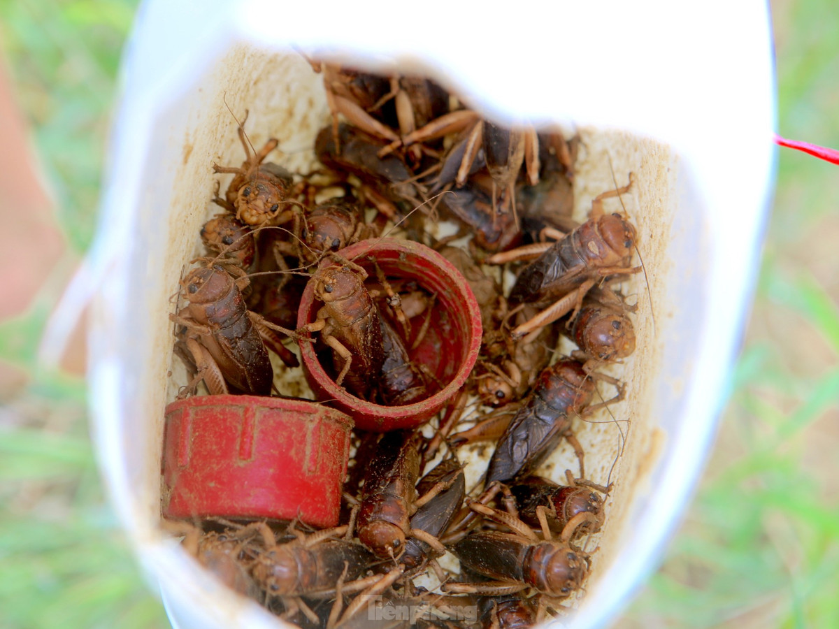 Dế rất nhanh nhạy, vì thế người bắt phải nhanh tay, nhanh mắt nếu không sẽ nhảy đi chỗ khác. Dế đa phần mỗi hang chỉ có một con, nhưng cũng có tổ có hai con sinh sống. Vì vậy người bắt phải kiểm tra thật kỹ khi đào để tránh bỏ sót.