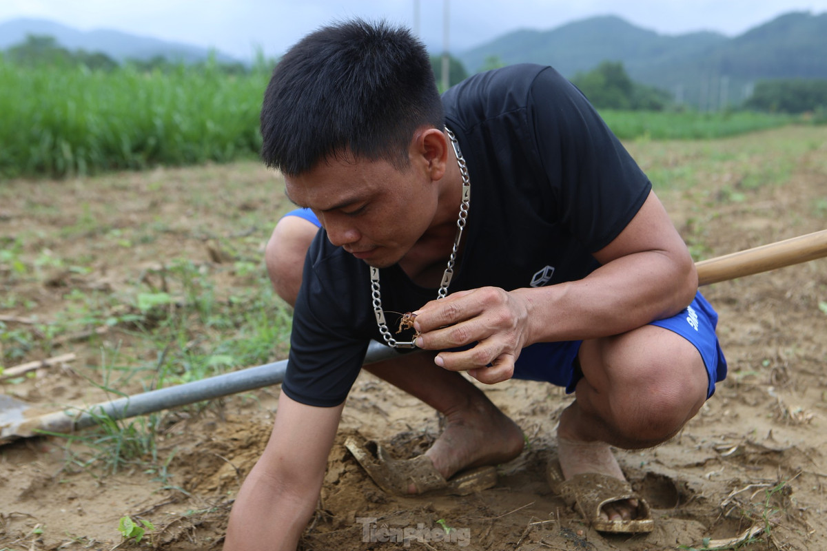 Theo người dân, do năm nay hạn hán nên dế sinh sản ít hơn so với các năm trước.