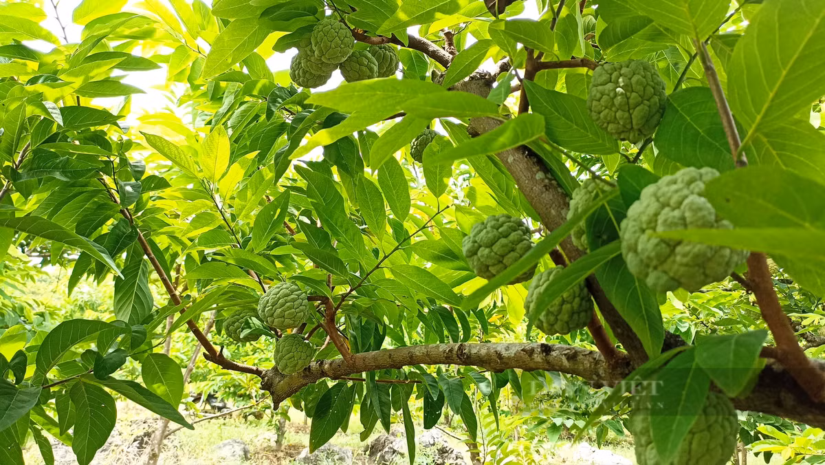 Vo chong 9X o Ninh Binh bo pho ve que trong na dai-Hinh-7