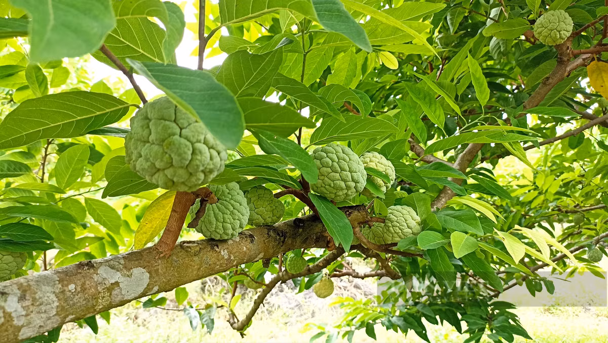 Vo chong 9X o Ninh Binh bo pho ve que trong na dai-Hinh-6