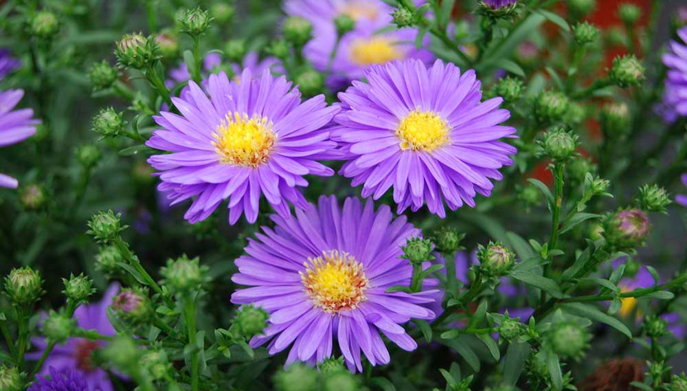 Nguoi co ngay sinh Am lich ket thuc bang 3 so nay cua na tran tre