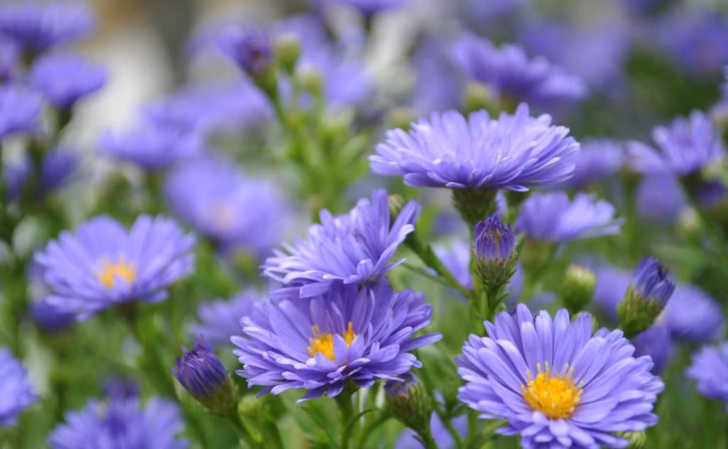 Nguoi co ngay sinh Am lich ket thuc bang 3 so nay cua na tran tre-Hinh-3