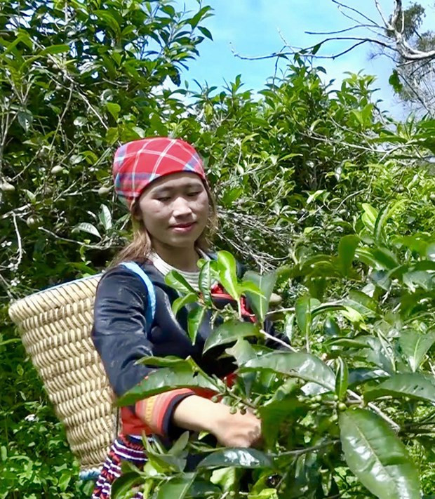 Ngam che co thu hang tram tuoi o do cao 1.400m tai Yen Bai-Hinh-4