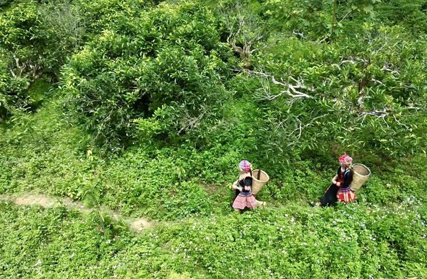 Ngam che co thu hang tram tuoi o do cao 1.400m tai Yen Bai-Hinh-2