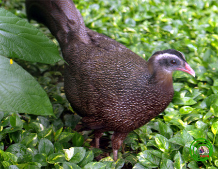 Trong thiên nhiên, trĩ sao sinh sống trong các khu rừng thuộc Việt Nam, Lào và Malaysia. Đặc biệt chúng là loài chim quý hiếm bậc nhất ở Việt Nam.