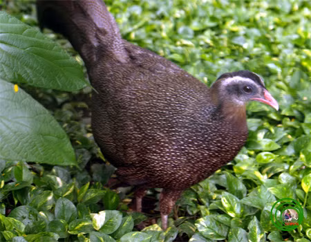 Trong thiên nhiên, trĩ sao sinh sống trong các khu rừng thuộc Việt Nam, Lào và Malaysia. Đặc biệt chúng là loài chim quý hiếm bậc nhất ở Việt Nam.