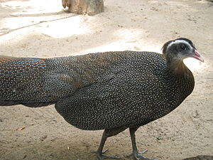 Ngoài các mối đe dọa hiện tại, trong tương lai, trĩ sao có thể đối mặt với một số các mối đe dọa khác như phát triển cơ sở hạ tầng, phát triển du lịch sinh thái không bền vững cũng như biến đổi khí hậu. Hiện loài này được đánh giá là sắp bị đe dọa trong Sách đỏ IUCN.