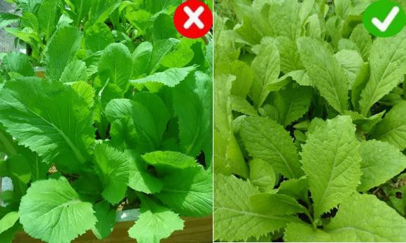 Khong phai rau cang xanh cang tot ma doi khi chua chat 'doc'