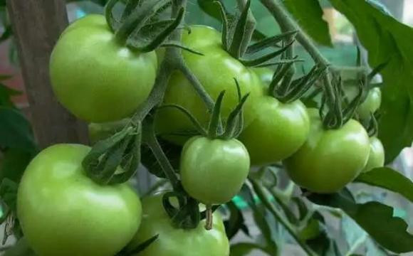 Khong phai rau cang xanh cang tot ma doi khi chua chat 'doc'-Hinh-2