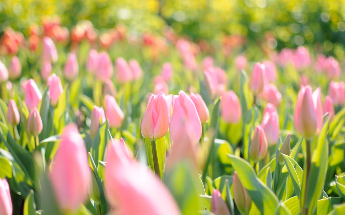 Kho tan cam lai: 3 con giap giua thang 9 cuoc doi sang trang-Hinh-2