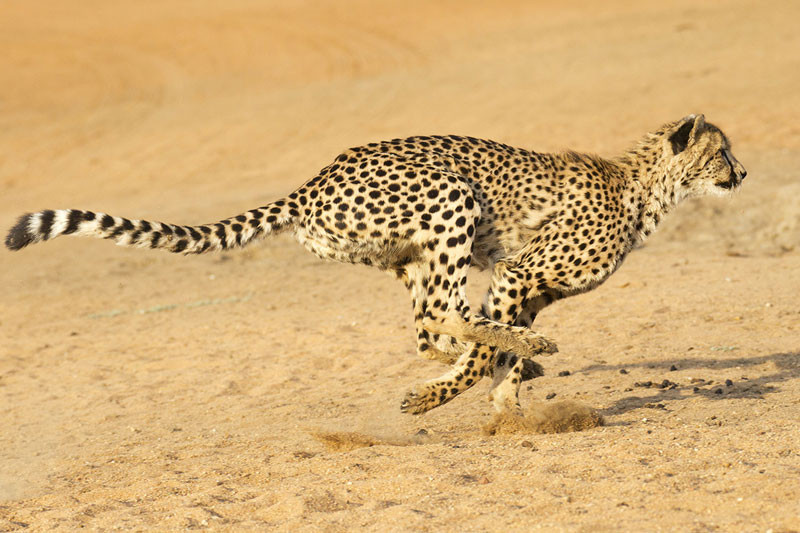 Diem danh 9 loai dong vat nhanh nhat the gioi