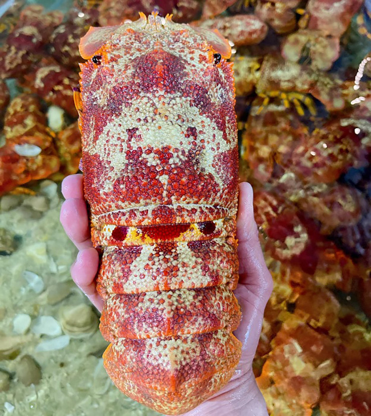 Ở Việt Nam, tôm mũ ni thường sinh sống ở vùng biển miền Trung như Quảng Ngãi, Bình Định, Nha Trang, Phan Thiết,...