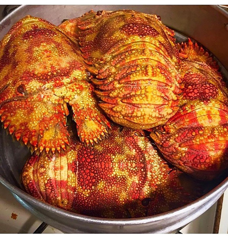 Trung bình, trọng lượng của mỗi con tôm mũ ni được đánh bắt tại vùng biển Quảng Ngãi thường dao động từ 0,5-1,2 kg/con, có những con lên tới 2kg.