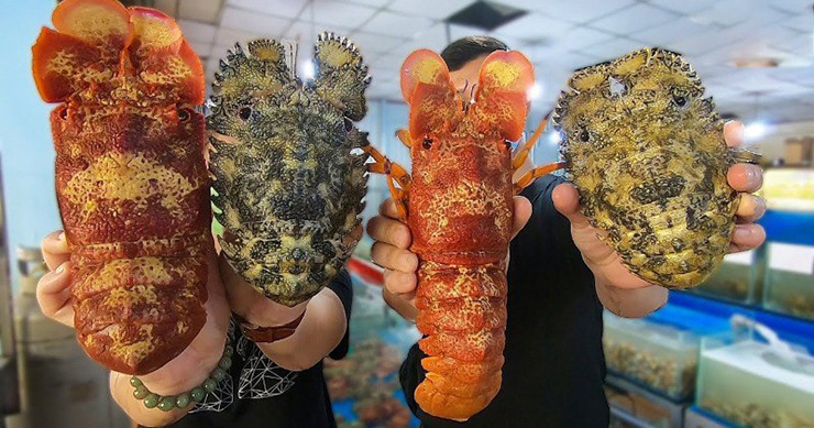 Trên thị trường, tôm mũ ni đỏ có giá từ 2-2,5 triệu đồng/kg do nguồn hàng khan hiếm mà nhu cầu lại luôn ở mức cao.