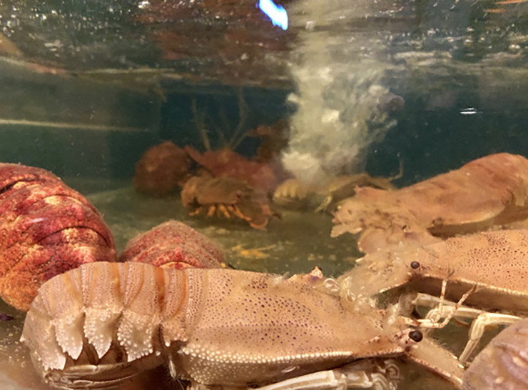 Dù cùng họ tôm, thế nhưng phần vỏ của tôm mũ ni rất dày và nặng, nên thịt bên trong thường chỉ bằng 1/3 hoặc 1/2 so với trọng lượng của toàn bộ cơ thể.